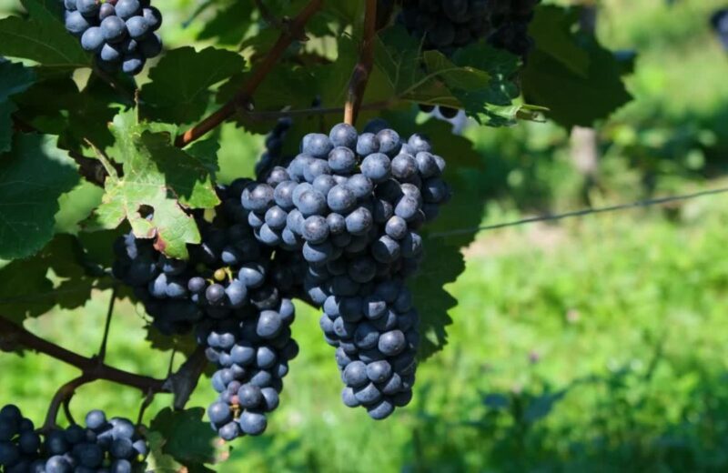 Pažljiv uzgoj i berba grožđa osiguravaju bogat ukus i punu strukturu vina.